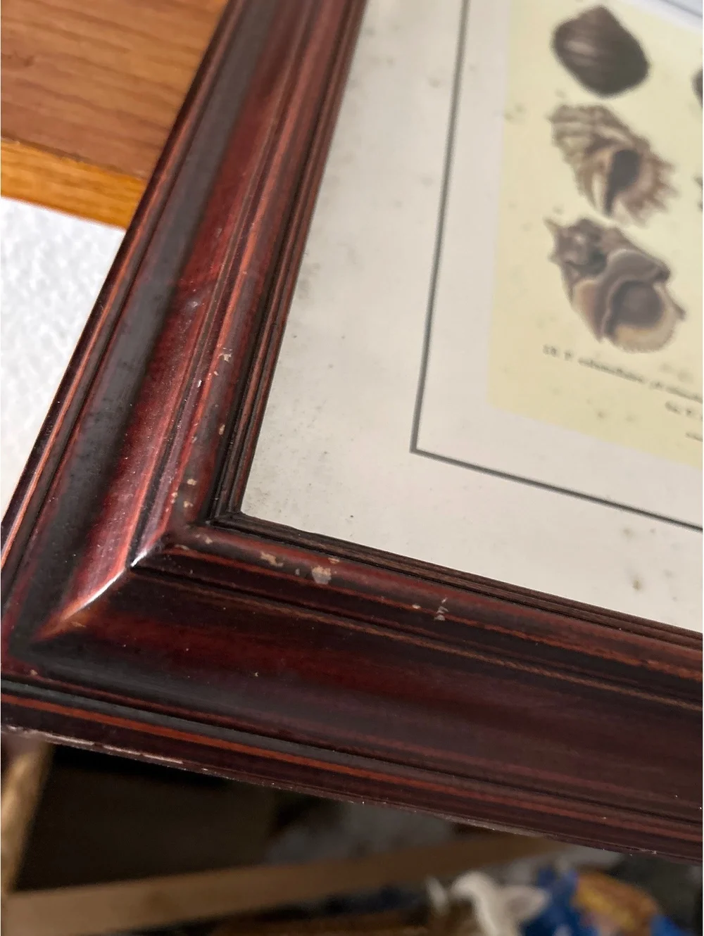 Vintage Wooden Picture Frame with Shell Print Art